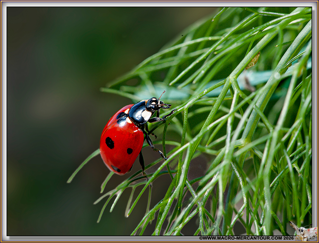 Coccinelles